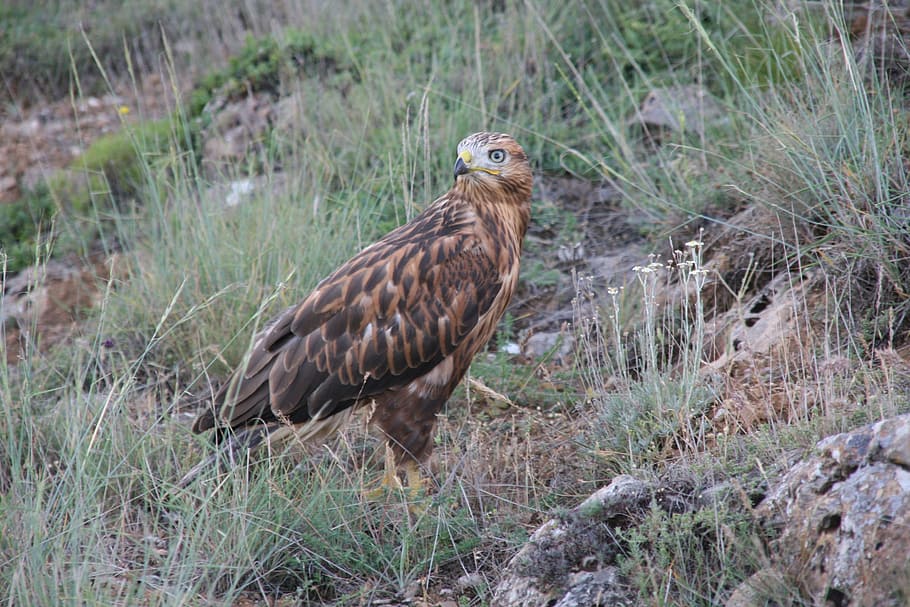 long-legged buzzard, on the prowl, predator, wild, animal themes, HD wallpaper