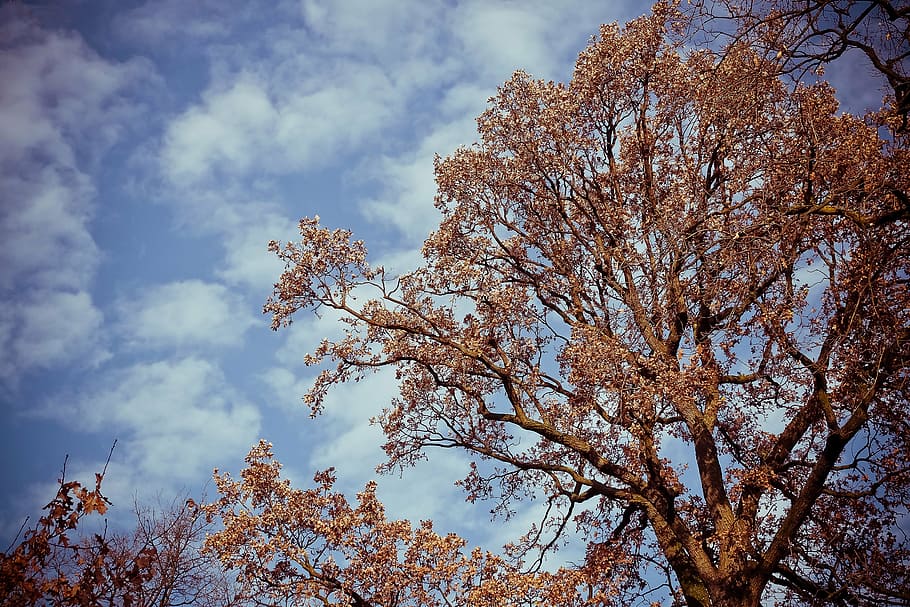 tree, landscape, nature, forest, sky, grove, clouds, mood, plant HD wallpaper