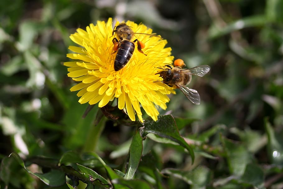 dandelion, bee, yellow, pollen, insecta, diligent, flower, nature HD wallpaper