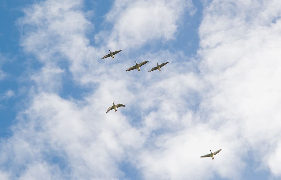 geese, flying, clouds, blue, white, bird, nature, sky, wildlife HD wallpaper