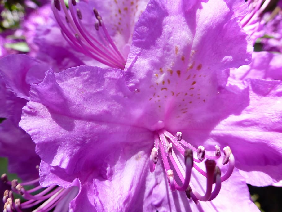 blossom, bloom, rhododendron, spring, flowering plant, freshness HD wallpaper