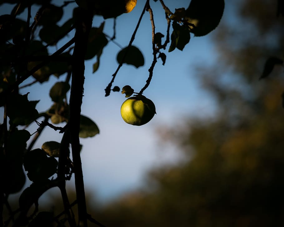 apple, apple tree, fruit, delicious, edible, food, autumn, ripe HD wallpaper