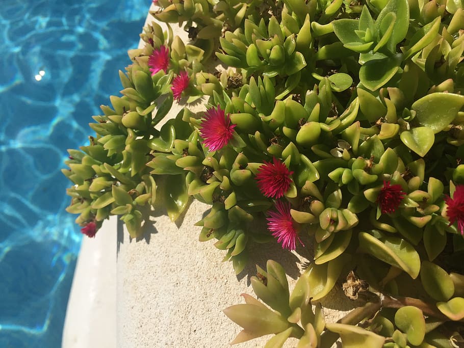 pool, summer, water, holiday, vacation, swimming, plant, flower HD wallpaper