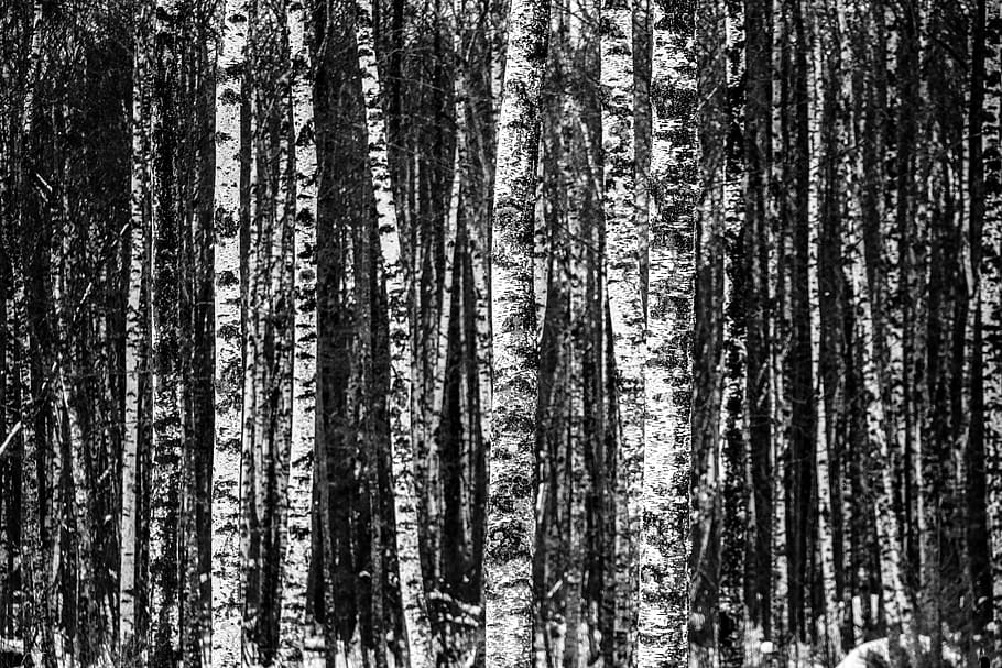 grayscale photo of trees, birch, forest, wood, natural, winter HD wallpaper