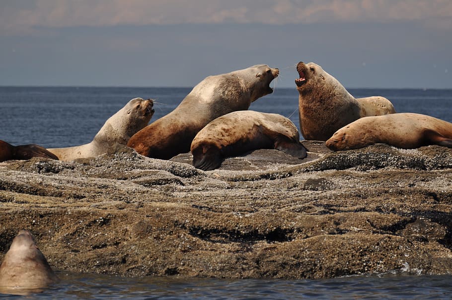 sea, waters, ocean, coast, nature, seal, robbe, fight, canada HD wallpaper