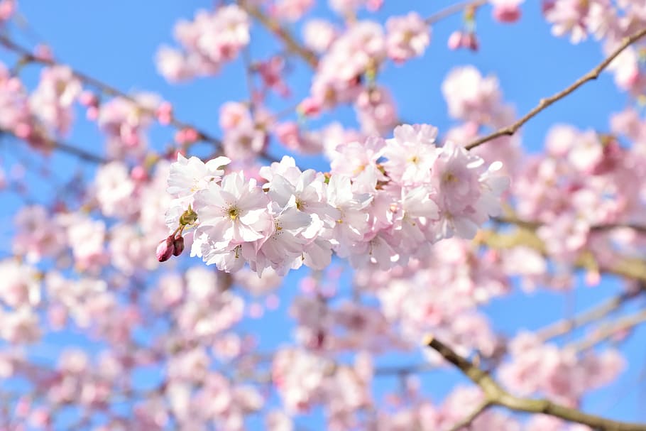 cherry blossom, spring, bloom, pink, japanese cherry blossom HD wallpaper