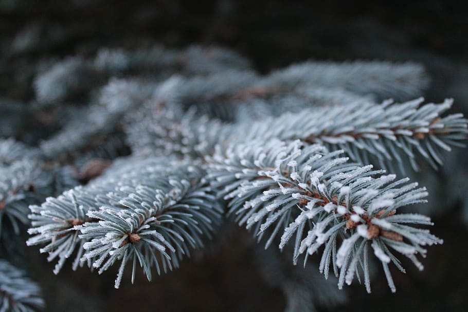 focus photography of white leaf plant, frost, branch, pine HD wallpaper