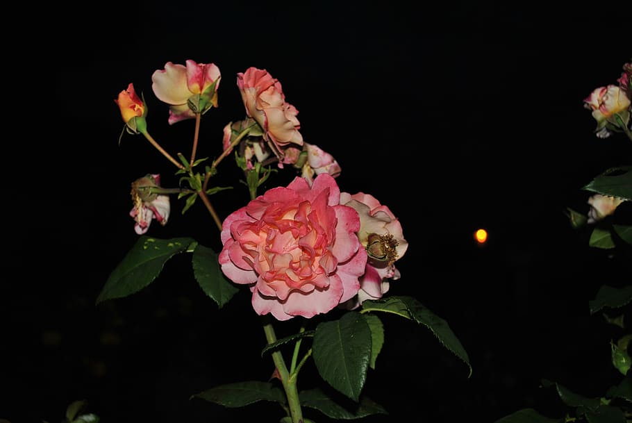 flowers, roses, summer, flowering plant, beauty in nature, petal HD wallpaper