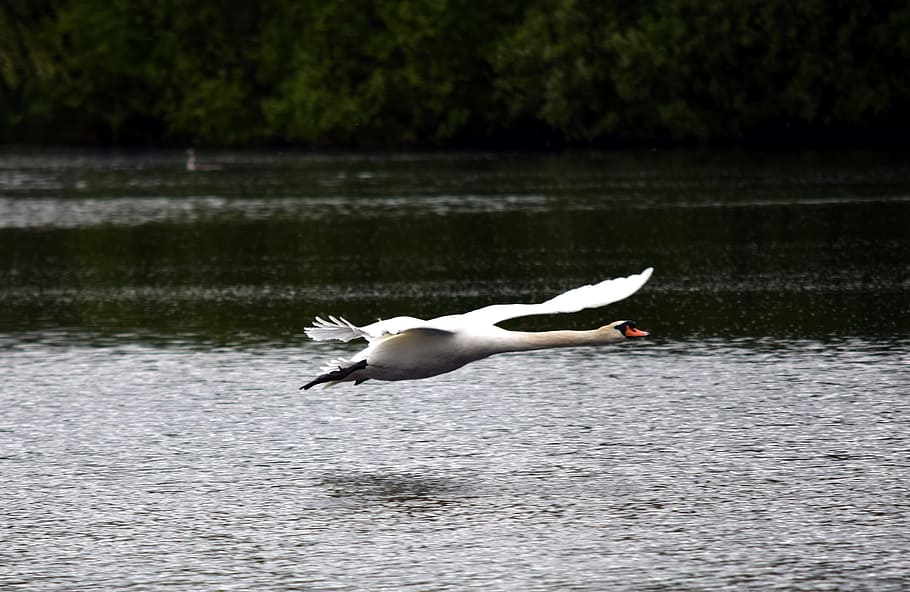 swan, flight, fly, bird, nature, water, swan flight, vertebrate HD wallpaper