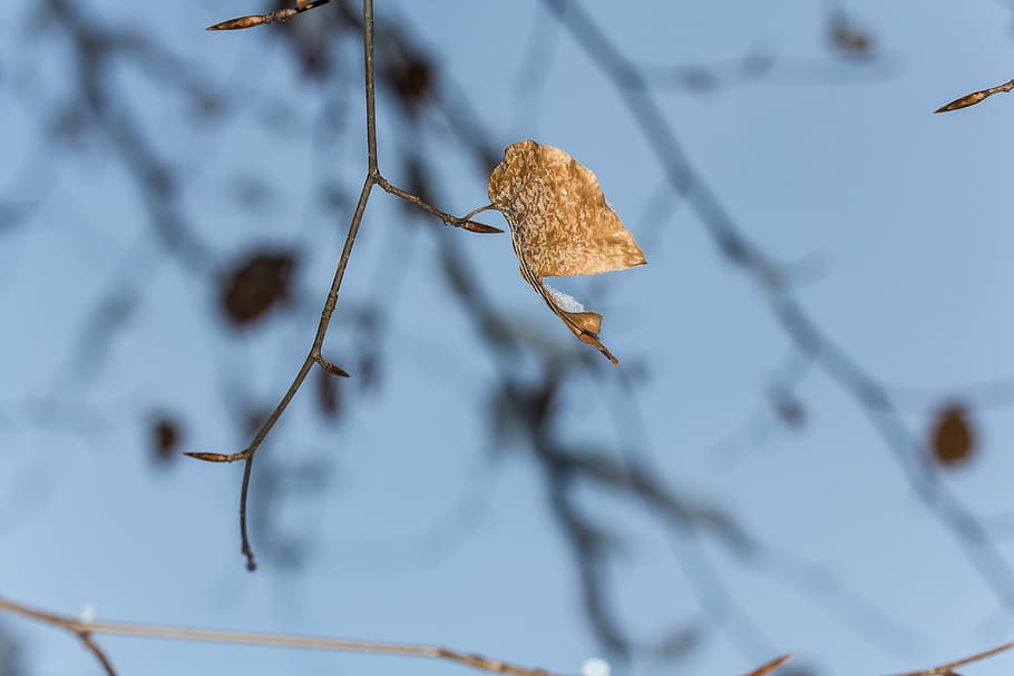 leaf, branch, tree, aesthetic, branches, brown, kahl, withered HD wallpaper
