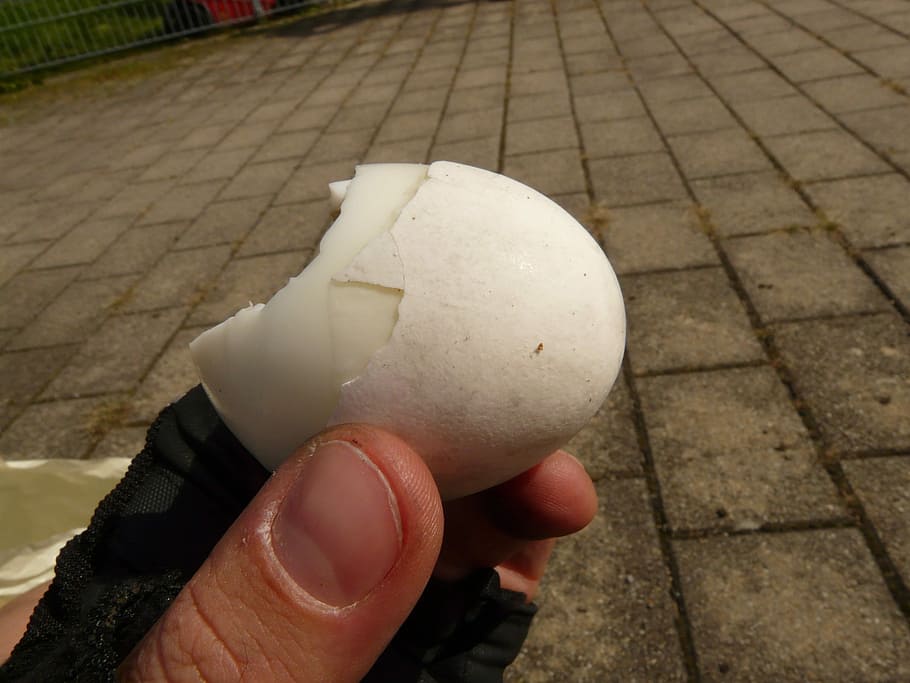 Egg, Eggshell, Thumb, Hand, Vespers, Eat, human hand, human body part HD wallpaper