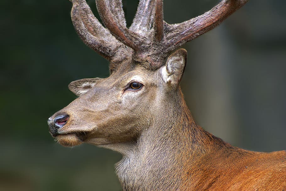 photo of deer, animal, animal themes, animal wildlife, animals in the wild HD wallpaper