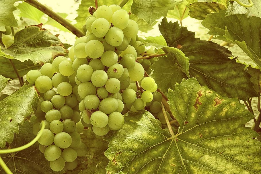 grapes, grapevine, vines stock, rebstock, green, fruit, agriculture, HD wallpaper