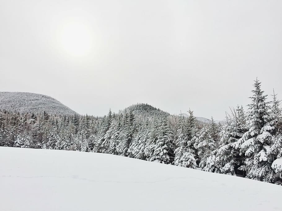 pine trees covered with snow, winter, mountain, plant, nature HD wallpaper