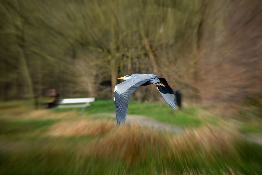 heron, bird, nature, fly, wings, vertebrate, animal themes HD wallpaper