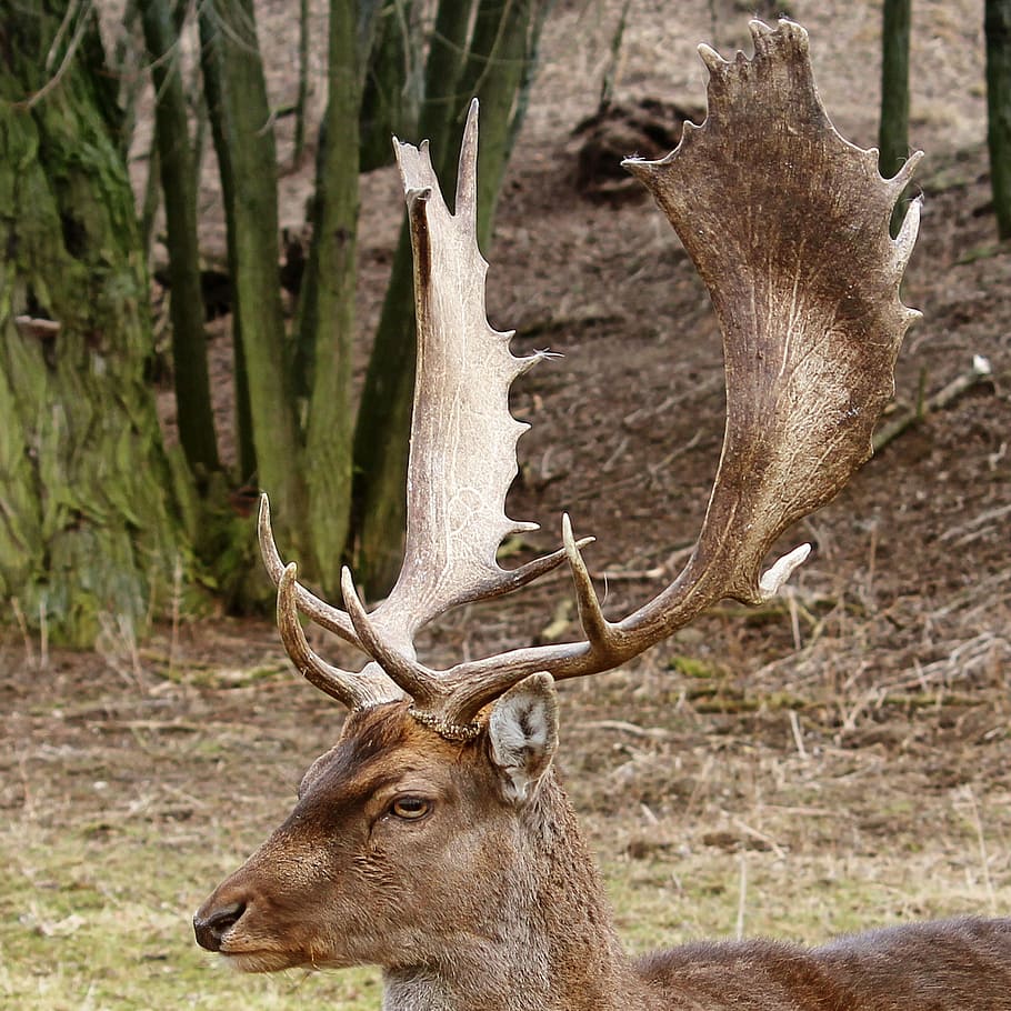 hirsch, antler, forest, wild, nature, fallow deer, animal wildlife HD wallpaper