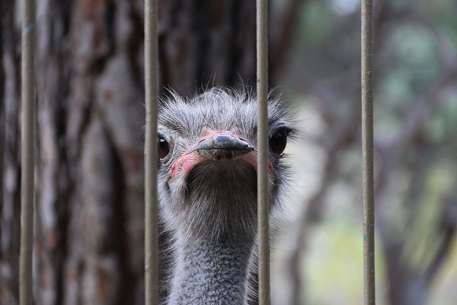 ostrich, railing, nature, one animal, bird, animal body part HD wallpaper