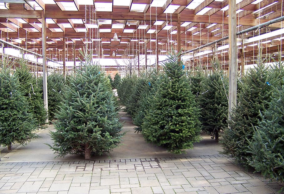 pile of green pine tree, Christmas, Trees, Nursery, Winter, Xmas, HD wallpaper