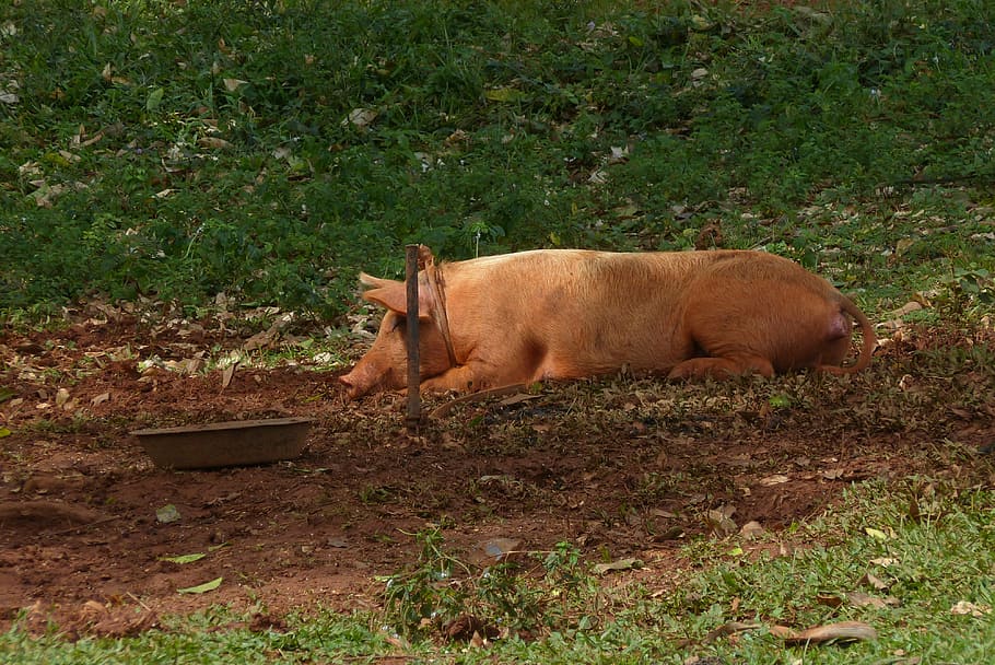 pig laying on ground, mud, sow, dirt, wild, nature, cuba, one animal HD wallpaper