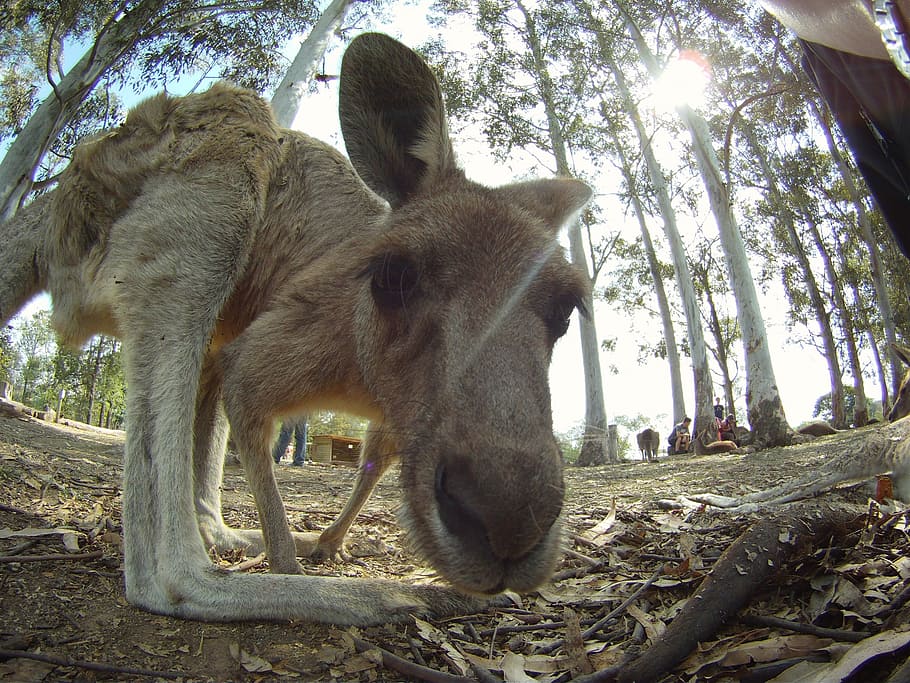 beige kangaroo, australia, jump, creature, animal, wildlife HD wallpaper
