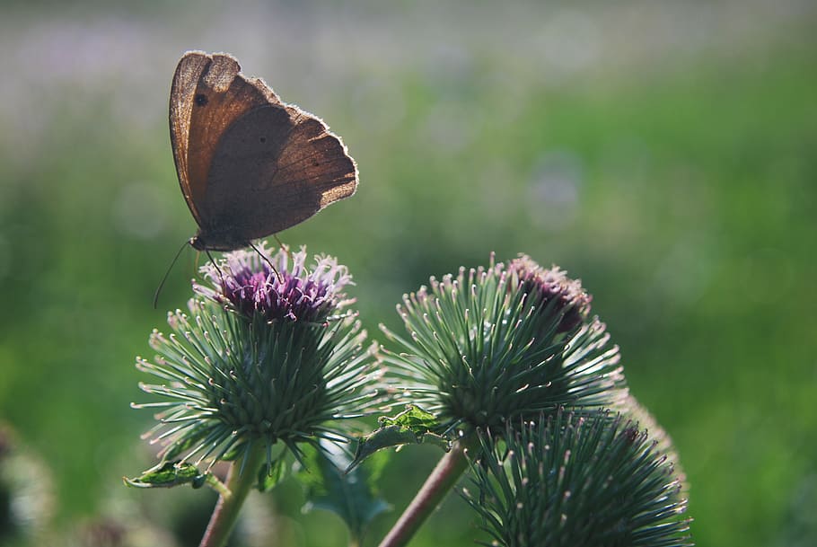 butterfly, thistle, n, close, flower, butterflies, thistle flower HD wallpaper