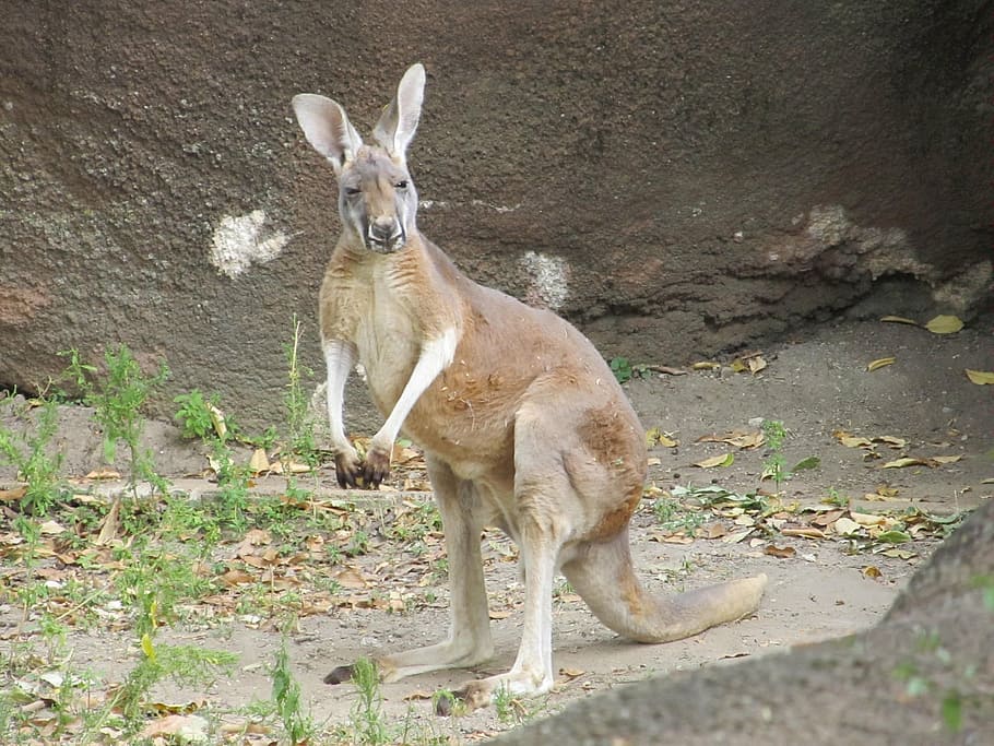 brown kangaroo standing on gray soil, looking, wildlife, aussie HD wallpaper