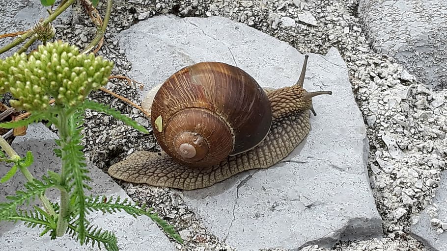 snail, stone, natural, animal, slimy, nature, mollusk, wildlife HD wallpaper