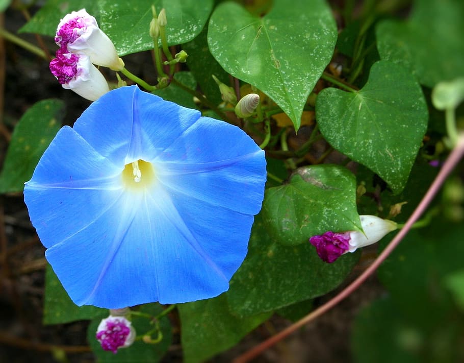 shallow focus photography of blue flower, Morning Glory, Vine, HD wallpaper