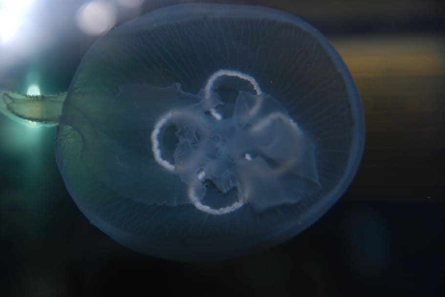 jellyfish, sea, ocean, marine, sea life, animal wildlife, animals in the wild HD wallpaper