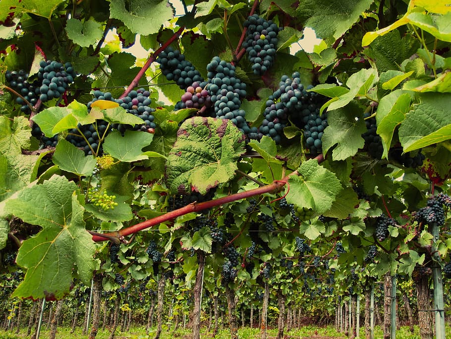 grape lot, vines, pinot noir, grapevine, wine, grapes, vineyard, HD wallpaper