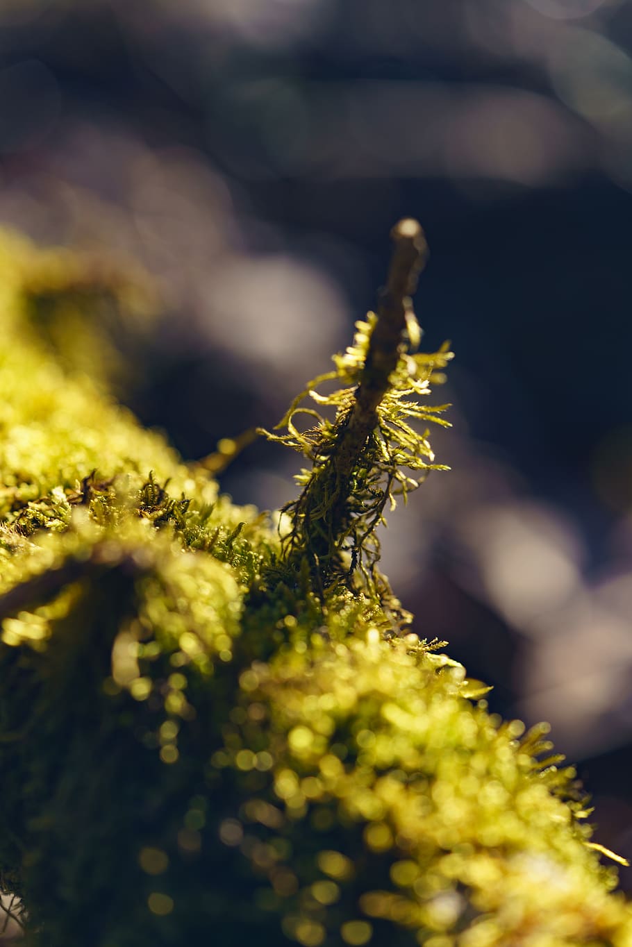 moss, log, overgrown, abstract, backlighting, green, tree bark HD wallpaper