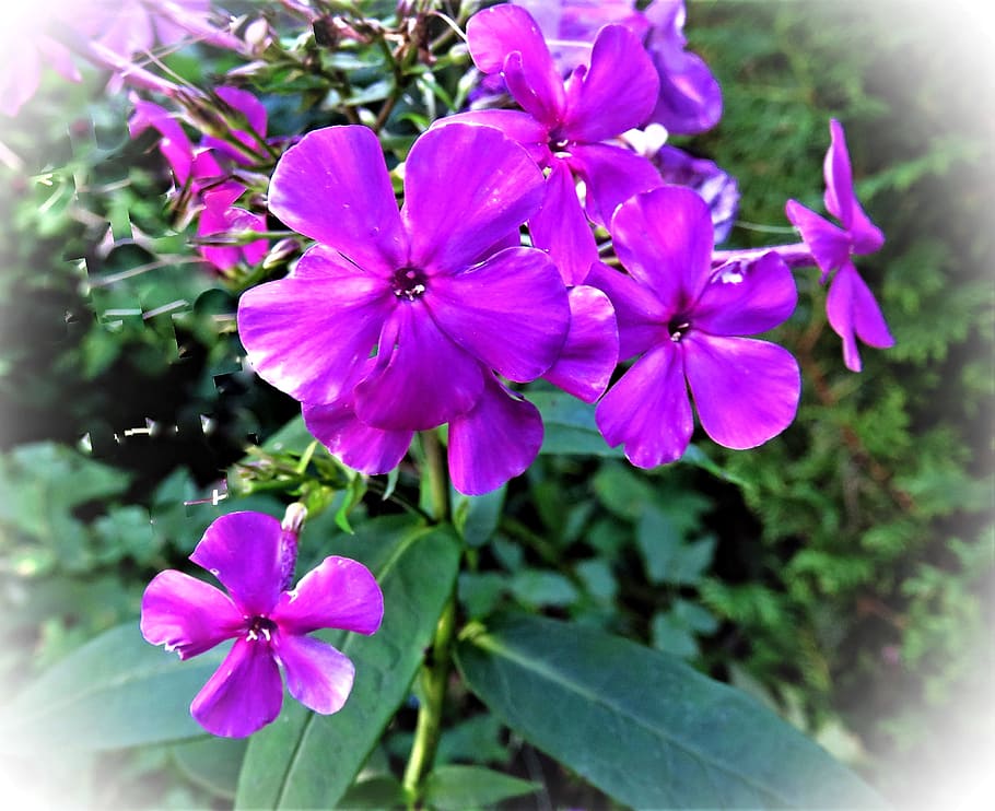 plant, flower, phlox, flame flower, flowers, dark purple, garden, HD wallpaper