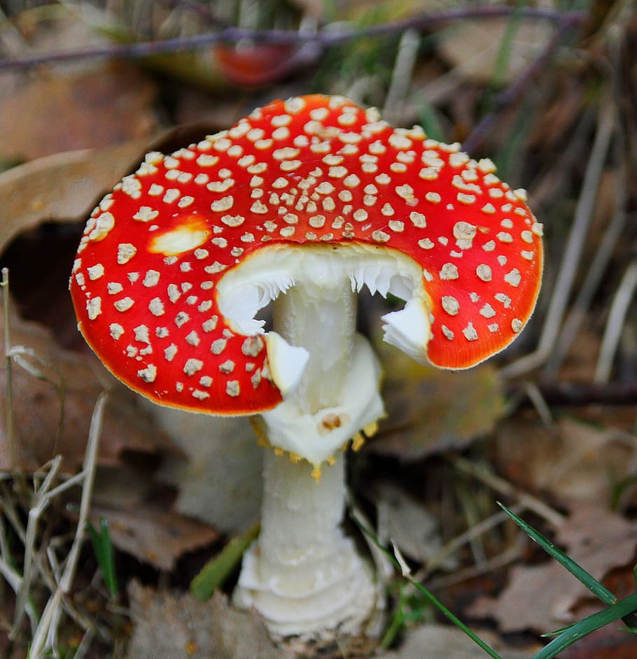 Fly Agaric, Mushroom, Toxic, red, forest mushroom, autumn, fungus HD wallpaper