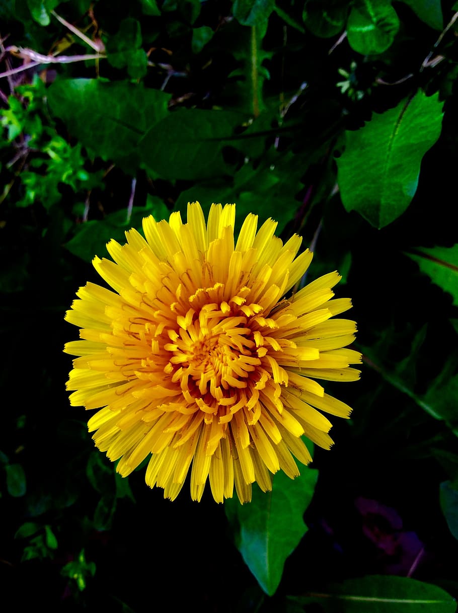 flower, yellow, dandelion, flowering plant, beauty in nature HD wallpaper