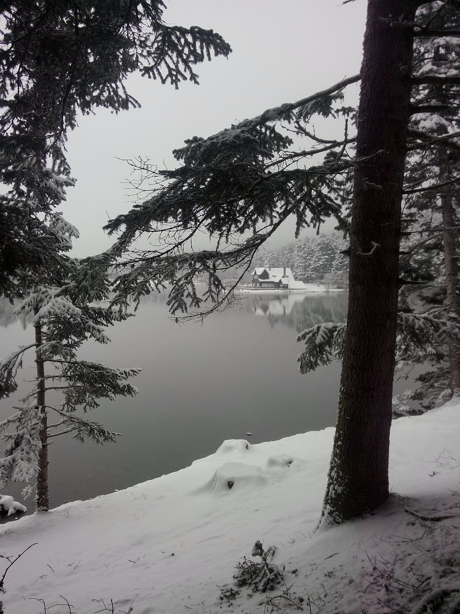 snow, tree, lake, winter, plant, cold temperature, water, beauty in nature HD wallpaper