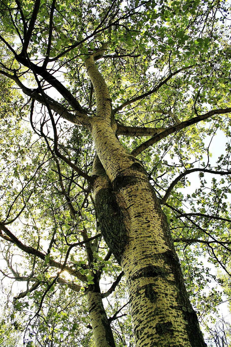 birch, birch tree, branches, leaves, foliage, tall, trunk, marked HD wallpaper