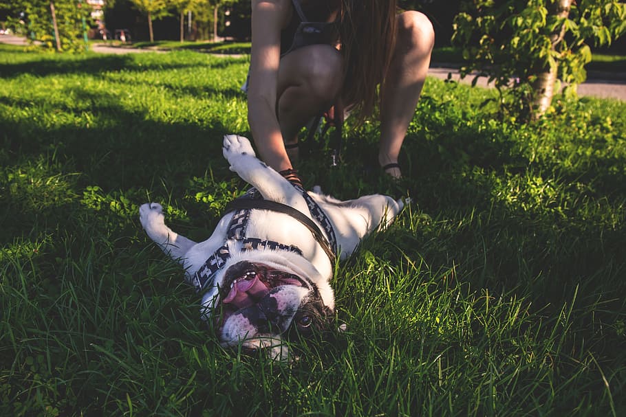 animals, adorable, beautiful, breed, bulldog, canine, charming HD wallpaper