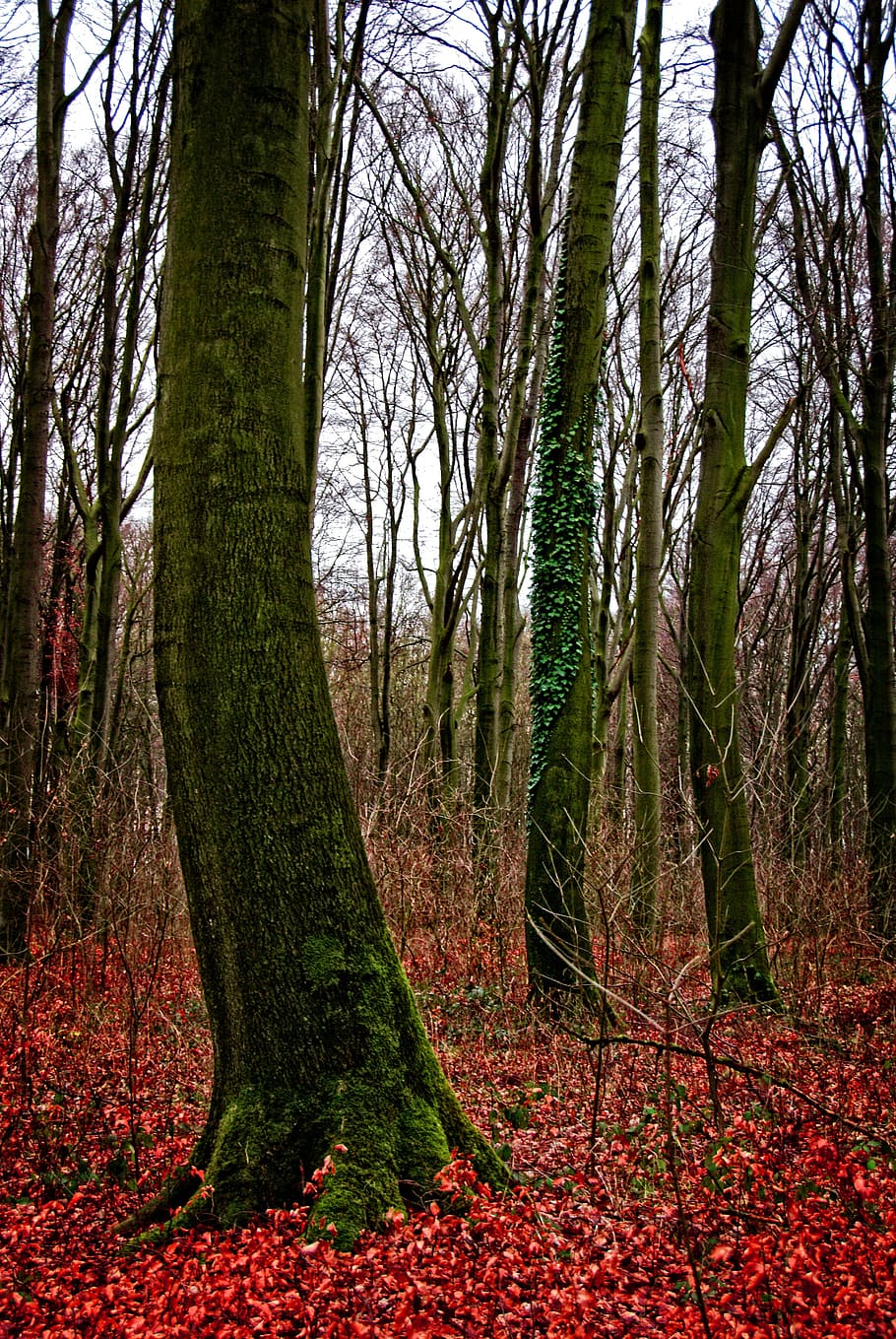 tree, forest, weird, nature, autumn forest, plant, tree trunk HD wallpaper