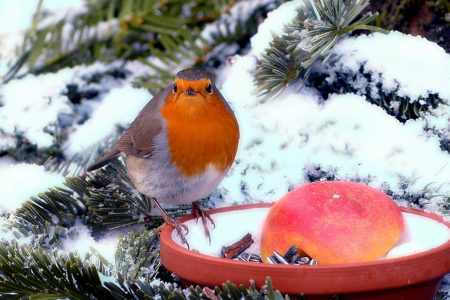 orange bird perch on orange and white pot, robin, erithacus rubecula HD wallpaper