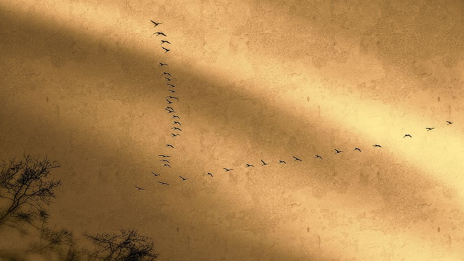 bird migration, cranes, migratory birds, animals, fly, wing, HD wallpaper