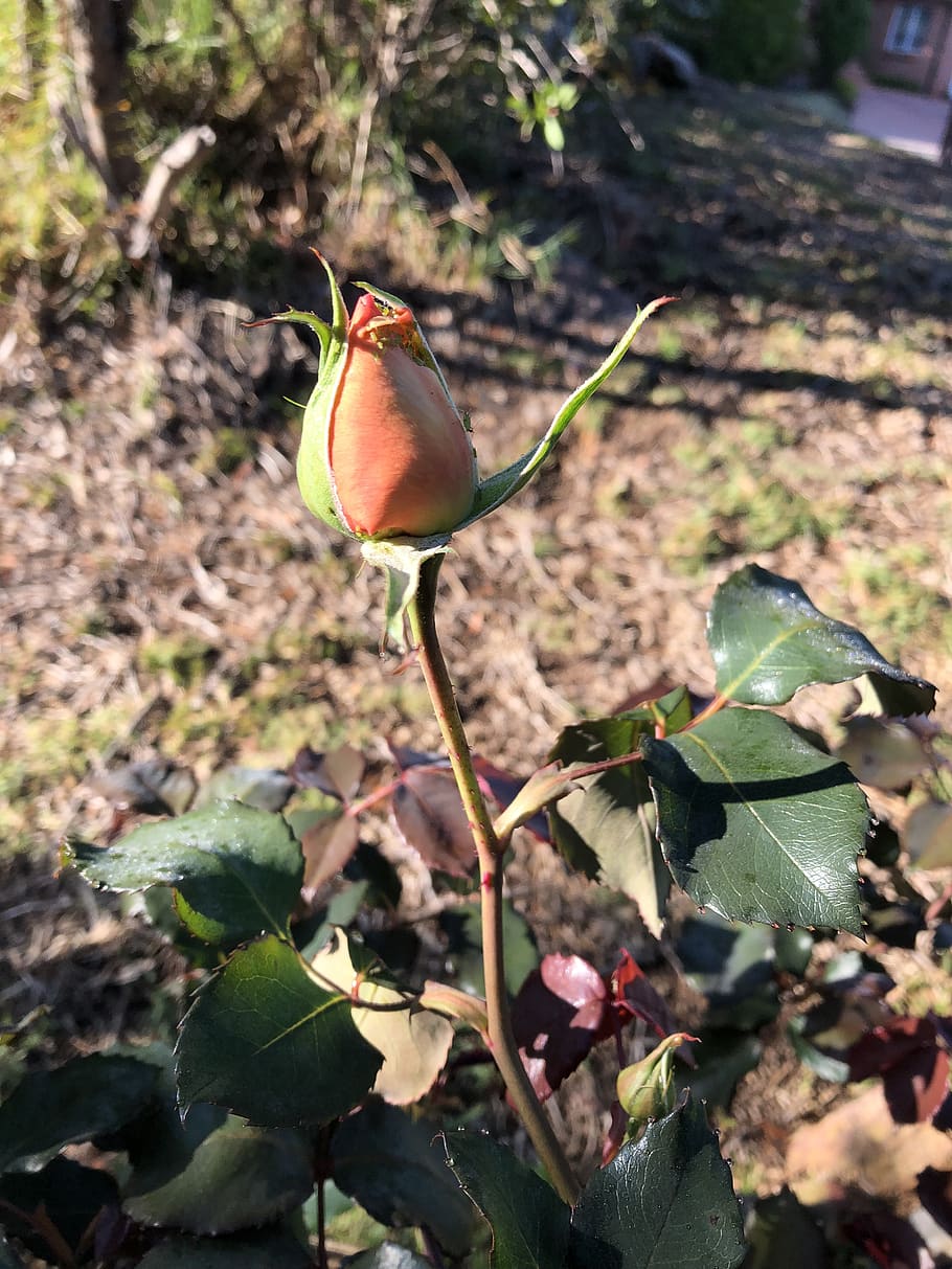 raj, rose, bud, plant part, leaf, growth, nature, beauty in nature HD wallpaper