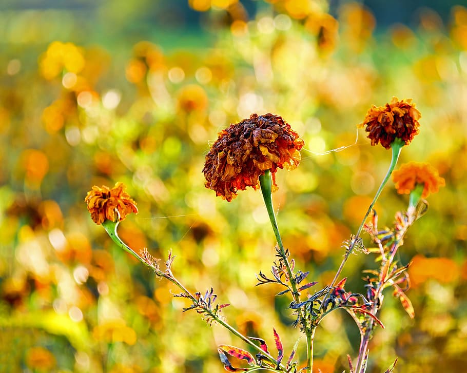 yellow flowers tilt shift lens photography, marigold, asteraceae, HD wallpaper