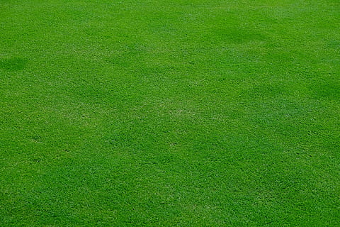 rush-meadow-grass-green-thumbnail.jpg