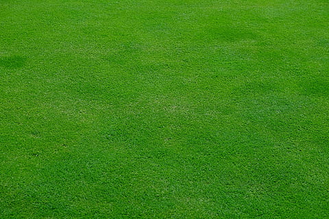 green grass field, rush, meadow, spring, halme, lawn mowing HD wallpaper