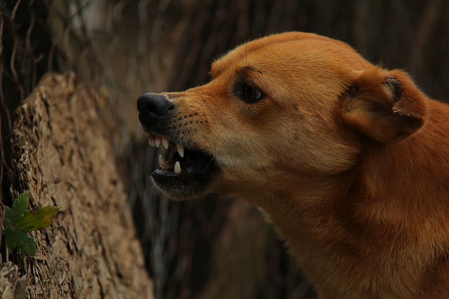 short-coat brown dog standing near tree trunk, angry, rage HD wallpaper