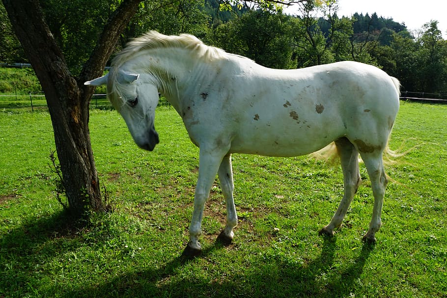 white horse standing beside tree, pasture, summer, meadow, coupling, HD wallpaper