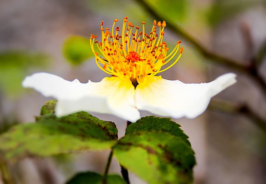 blossom, bloom, open, close, flower, open flower, windrose HD wallpaper