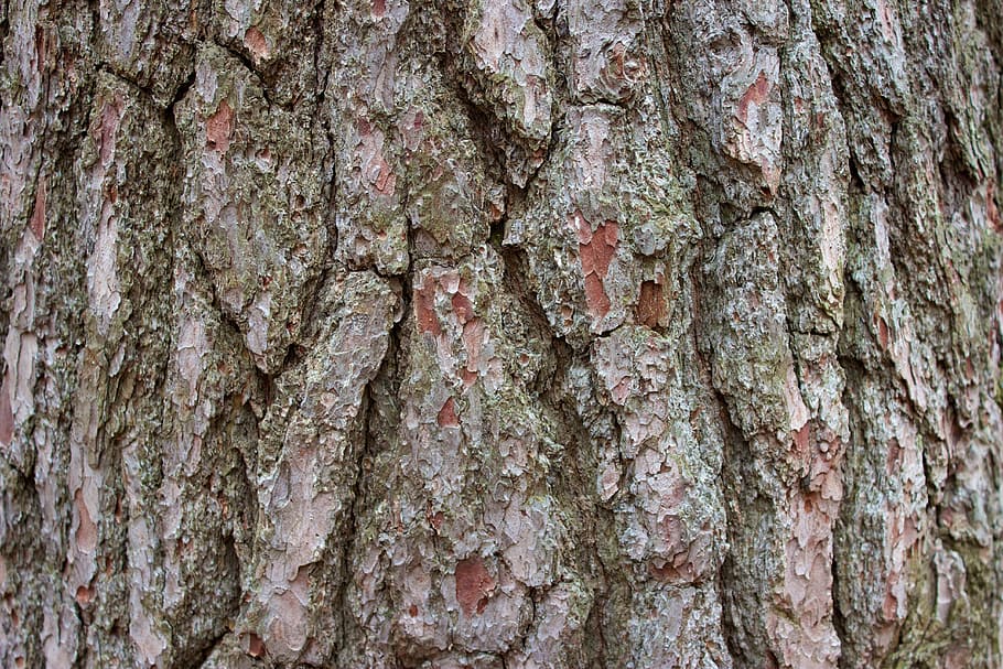 Tree, Bark, Rough, Brown, Texture, forest, background, tree trunk HD wallpaper