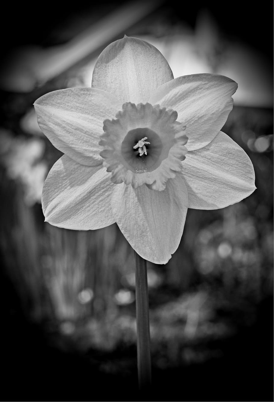 easter flower, narcissus, daffodil, spring, blossom, bloom HD wallpaper