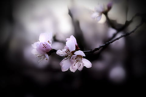 peach blossom, spring, nature, branch, springtime, tree, petal HD wallpaper